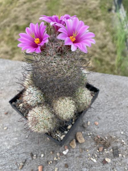 Mammillaria mazatlanensis